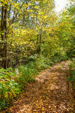 Sarı yapraklı sonbahar ağaçları, sonbahar ormanındaki yol.