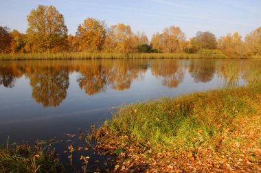 Sonbahar nehri altın yaprakları