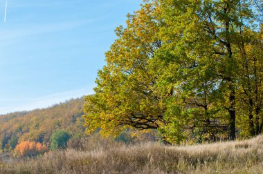 Sonbahar sarı ağaçları eteklerinde