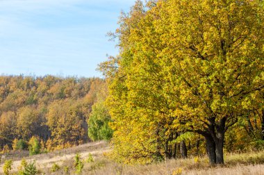 Sonbahar sarı ağaçları eteklerinde