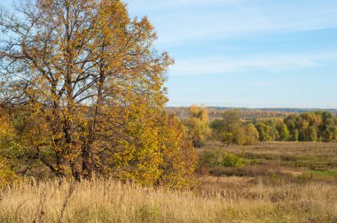 Sonbahar yeşili çimenler sarı ağaçlar