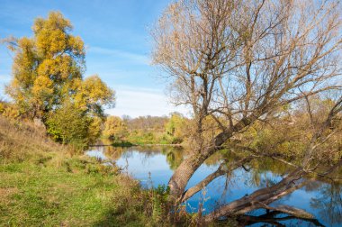 Sarı yapraklar sonbahar ağacı nehri