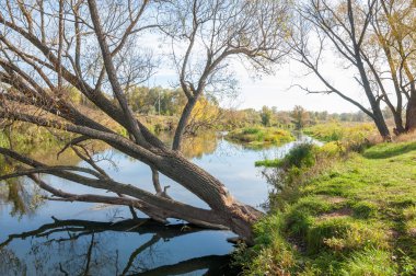 Sarı yapraklar sonbahar ağacı nehri