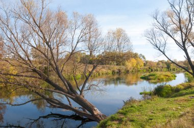 Sarı yapraklar sonbahar ağacı nehri