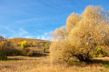 Sarı yapraklı ağaçlarla kaplı sonbahar tepeleri