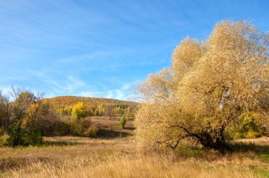 Sarı yapraklı ağaçlarla kaplı sonbahar tepeleri