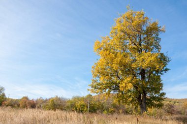 Sarı yapraklı ağaçlarla kaplı sonbahar tepeleri