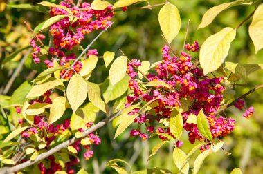 Warzen-Spindelstrauch