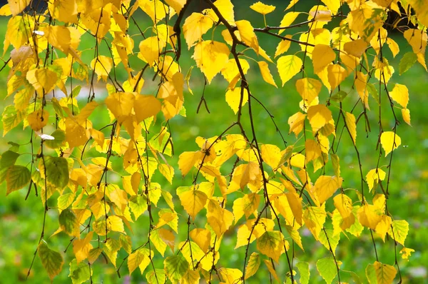 Autumn Leaves Photographed Nature — Stock Photo, Image