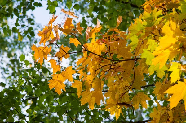 Hojas Otoño Fotografiadas Sobre Naturaleza —  Fotos de Stock