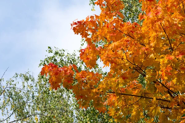 Sonbahar Yaprakları