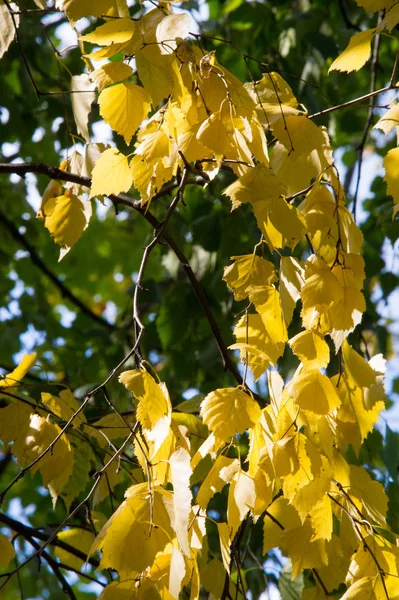 Autumn leaves — Stock Photo, Image