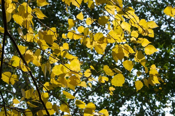 Folhas de Outono — Fotografia de Stock