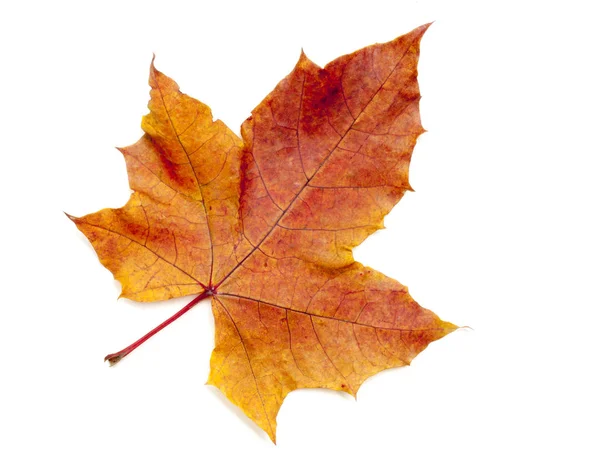 Bladen på hösten — Stockfoto