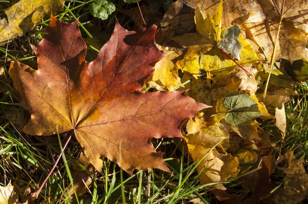 Autumn Leaves Photographed Nature — Stock Photo, Image