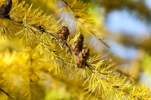 Foglie Autunnali Fotografate Sulla Natura — Foto Stock