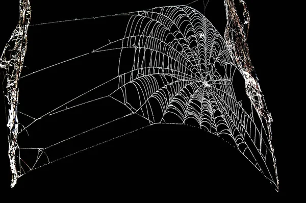 陷阱，陷阱，陷阱，陷阱，捕获，蜘蛛网。 蜘蛛网织成的网 — 图库照片