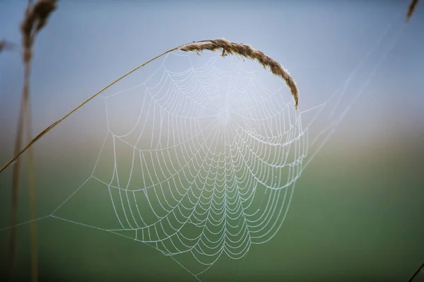 Spiderweb, toile d'araignée — Photo