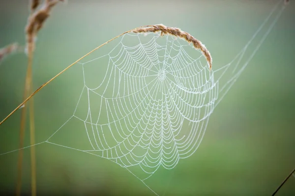 Spiderweb, toile d'araignée — Photo