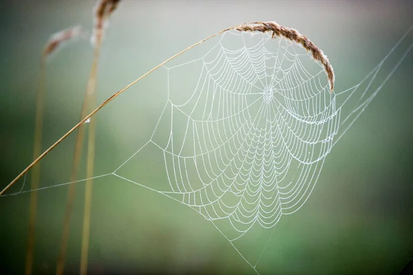 Spinnennetz, Spinnennetz — Stockfoto