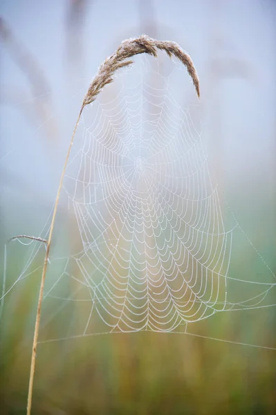 Spiderweb, toile d'araignée — Photo