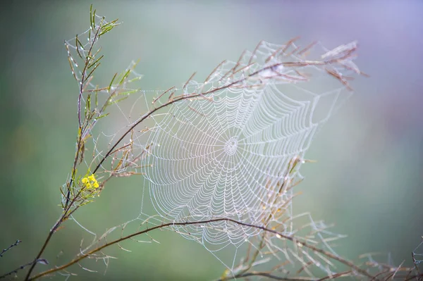 クモの巣、蜘蛛の巣 — ストック写真