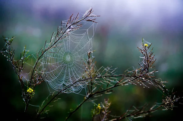 Spinnennetz, Spinnennetz — Stockfoto