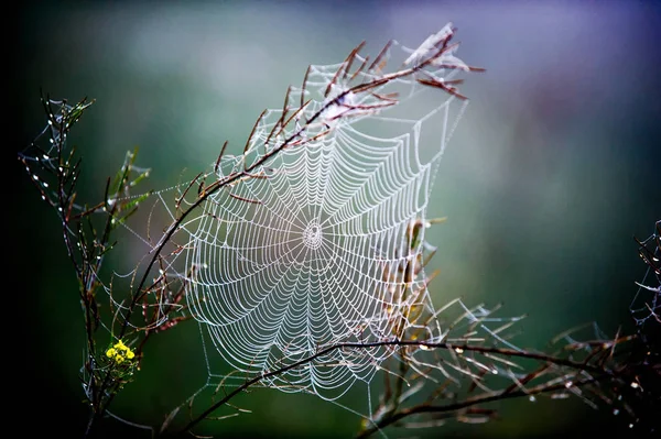 Telaraña, telaraña —  Fotos de Stock