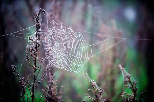 Spinnennetz, Spinnennetz — Stockfoto