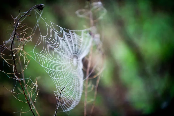 Spinnennetz, Spinnennetz — Stockfoto