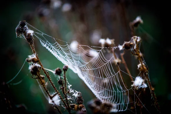 Teia de aranha, teia de aranha — Fotografia de Stock
