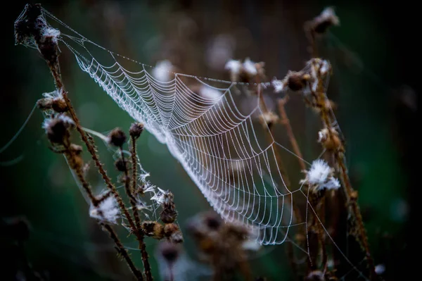 Teia de aranha, teia de aranha — Fotografia de Stock