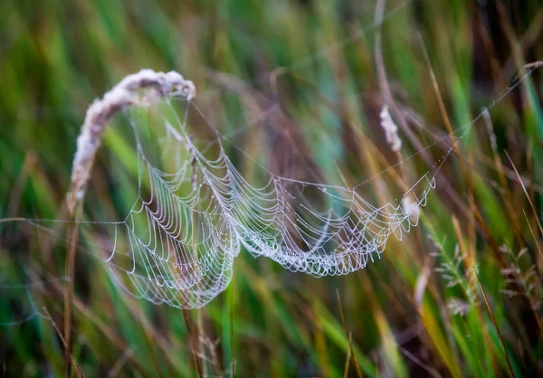 Spinnennetz, Spinnennetz — Stockfoto