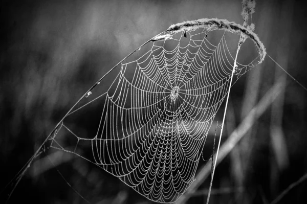 Spiderweb, toile d'araignée — Photo