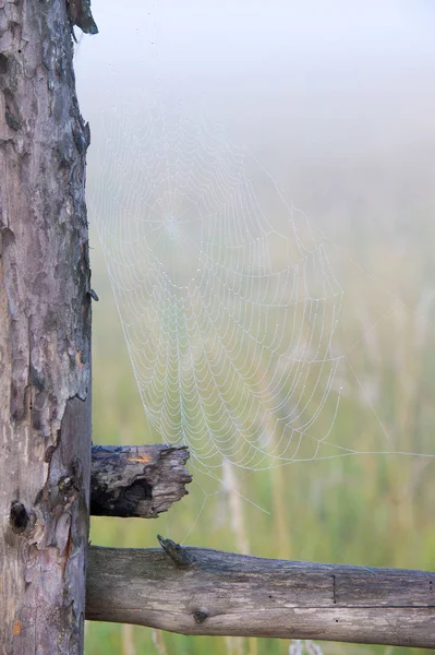 Αραχνιά, της αράχνης — Φωτογραφία Αρχείου