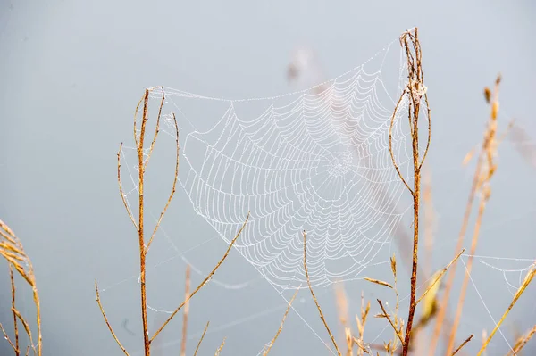 Spiderweb, toile d'araignée — Photo