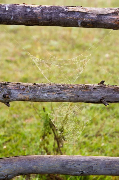 SpiderWeb, spider's web — Stockfoto