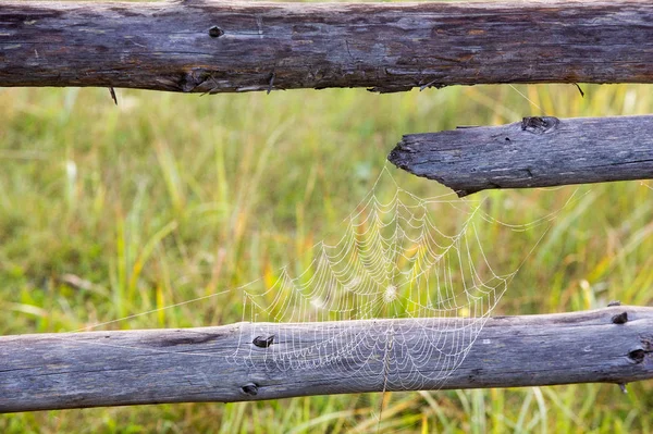 Spindelvæv, edderkoppespind - Stock-foto