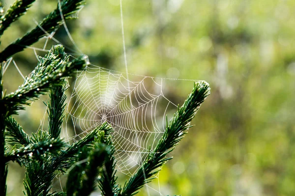 Portrét pohledný mladý muž proti světle šedé pozadí — Stok fotoğraf