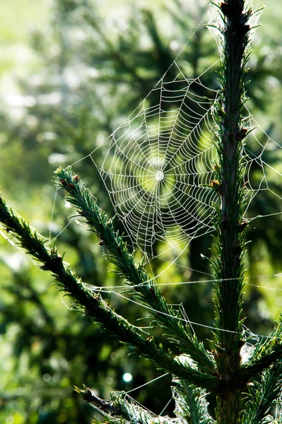 Αραχνιά, της αράχνης — Φωτογραφία Αρχείου