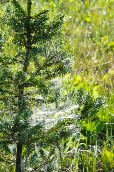 Teia de aranha, teia de aranha — Fotografia de Stock