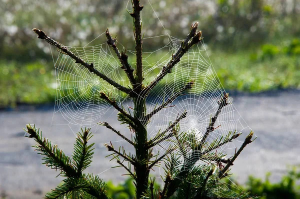 Spiderweb,  spider's web — Stock Photo, Image