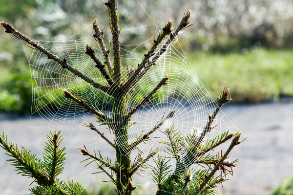 Spiderweb,  spider's web — Stock Photo, Image