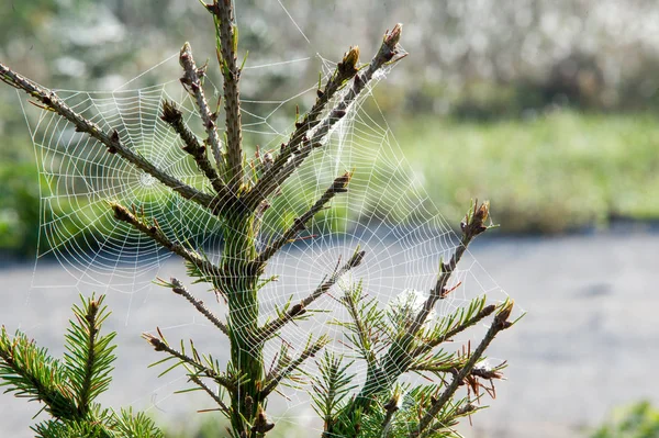 Spiderweb,  spider's web — Stock Photo, Image