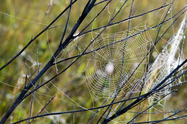 Spiderweb,  spider's web — Stock Photo, Image