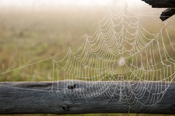 spiderweb,  spider\'s web