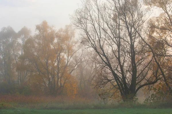 Herbstnebel im Mischwald — Stockfoto