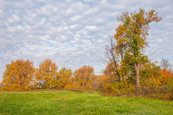 Manzara. Sonbahar çayırı, renkli sarı ağaçlar, güzel gökyüzü.