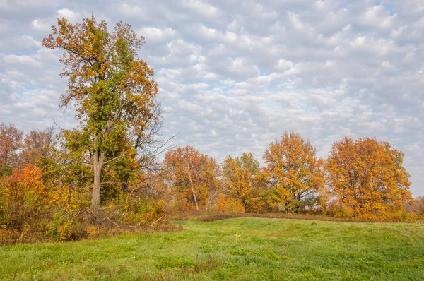Manzara. Sonbahar çayırı, renkli sarı ağaçlar, güzel gökyüzü.