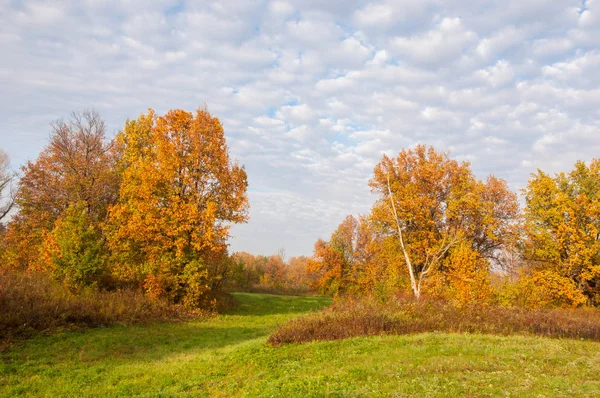 Paisaje. Pradera otoñal, coloridos árboles amarillos, hermoso cielo —  Fotos de Stock